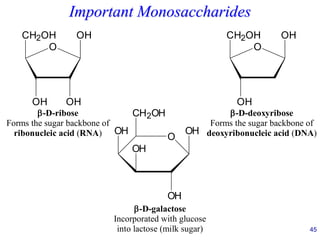 45
Important Monosaccharides
O
CH2OH
OH
OH
OH
-D-ribose
Forms the sugar backbone of
ribonucleic acid (RNA)
O
CH2OH
OH
OH
-D-deoxyribose
Forms the sugar backbone of
deoxyribonucleic acid (DNA)
O
CH2OH
OH
OH
OH
-D-galactose
Incorporated with glucose
into lactose (milk sugar)
OH
 