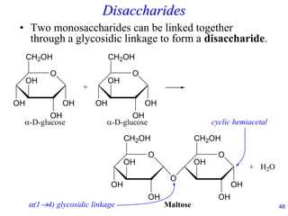 48
Disaccharides
• Two monosaccharides can be linked together
through a glycosidic linkage to form a disaccharide.
O
CH2OH
OH
OH
OH
OH
O
CH2OH
OH
OH
OH
OH
O
CH2OH
O
OH
OH
OH
O
CH2OH
OH
OH
OH
Maltose
+
-D-glucose -D-glucose
+
(1→4) glycosidic linkage
cyclic hemiacetal
H2O
 