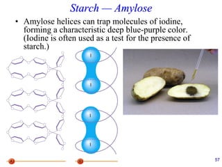 Starch — Amylose
• Amylose helices can trap molecules of iodine,
forming a characteristic deep blue-purple color.
(Iodine is often used as a test for the presence of
starch.)
57
 