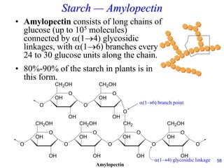58
Starch — Amylopectin
• Amylopectin consists of long chains of
glucose (up to 105 molecules)
connected by (1→4) glycosidic
linkages, with (1→6) branches every
24 to 30 glucose units along the chain.
• 80%-90% of the starch in plants is in
this form.
O
CH2OH
OH
OH
O
O
CH2
OH
OH
O
O
CH2OH
OH
OH
O
O
CH2OH
OH
OH
O
(1→4) glycosidic linkage
(1→6) branch point
O
CH2OH
OH
OH
O
O
O
CH2OH
OH
OH
O
O
Amylopectin
 