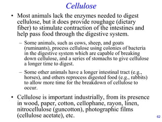 62
Cellulose
• Most animals lack the enzymes needed to digest
cellulose, but it does provide roughage (dietary
fiber) to stimulate contraction of the intestines and
help pass food through the digestive system.
– Some animals, such as cows, sheep, and goats
(ruminants), process cellulose using colonies of bacteria
in the digestive system which are capable of breaking
down cellulose, and a series of stomachs to give cellulose
a longer time to digest.
– Some other animals have a longer intestinal tract (e.g.,
horses), and others reprocess digested food (e.g., rabbits)
to allow more time for the breakdown of cellulose to
occur.
• Cellulose is important industrially, from its presence
in wood, paper, cotton, cellophane, rayon, linen,
nitrocellulose (guncotton), photographic films
(cellulose acetate), etc.
 