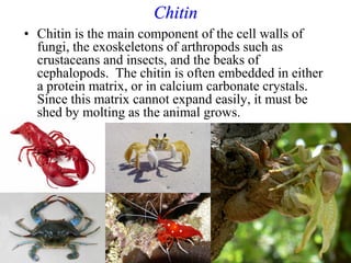 Chitin
• Chitin is the main component of the cell walls of
fungi, the exoskeletons of arthropods such as
crustaceans and insects, and the beaks of
cephalopods. The chitin is often embedded in either
a protein matrix, or in calcium carbonate crystals.
Since this matrix cannot expand easily, it must be
shed by molting as the animal grows.
66
 
