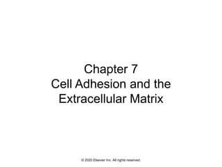 © 2020 Elsevier Inc. All rights reserved.
Chapter 7
Cell Adhesion and the
Extracellular Matrix
 
