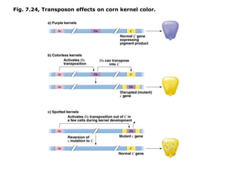 Fig. 7.24, Transposon effects on corn kernel color.
 