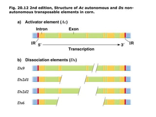 Fig. 20.12 2nd edition, Structure of Ac autonomous and Ds non-
autonomous transposable elements in corn.
 