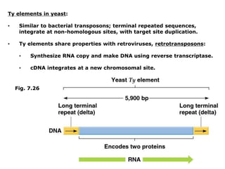 Ty elements in yeast:
• Similar to bacterial transposons; terminal repeated sequences,
integrate at non-homologous sites, with target site duplication.
• Ty elements share properties with retroviruses, retrotransposons:
• Synthesize RNA copy and make DNA using reverse transcriptase.
• cDNA integrates at a new chromosomal site.
Fig. 7.26
 