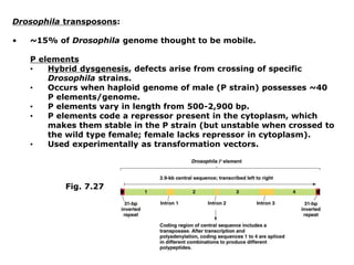 Drosophila transposons:
• ~15% of Drosophila genome thought to be mobile.
P elements
• Hybrid dysgenesis, defects arise from crossing of specific
Drosophila strains.
• Occurs when haploid genome of male (P strain) possesses ~40
P elements/genome.
• P elements vary in length from 500-2,900 bp.
• P elements code a repressor present in the cytoplasm, which
makes them stable in the P strain (but unstable when crossed to
the wild type female; female lacks repressor in cytoplasm).
• Used experimentally as transformation vectors.
Fig. 7.27
 