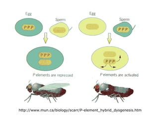 http://www.mun.ca/biology/scarr/P-element_hybrid_dysgenesis.htm
 