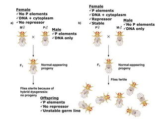 Female
P elements
DNA + cytoplasm
Repressor
Stable
Male
No P elements
DNA only
Female
No P elements
DNA + cytoplasm
No repressor
Male
P elements
DNA only
Offspring
P elements
No repressor
Unstable germ line
 