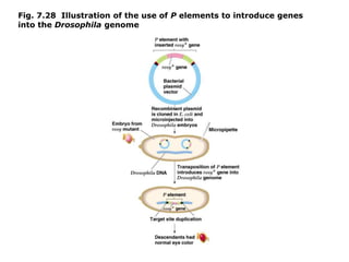 Fig. 7.28 Illustration of the use of P elements to introduce genes
into the Drosophila genome
 