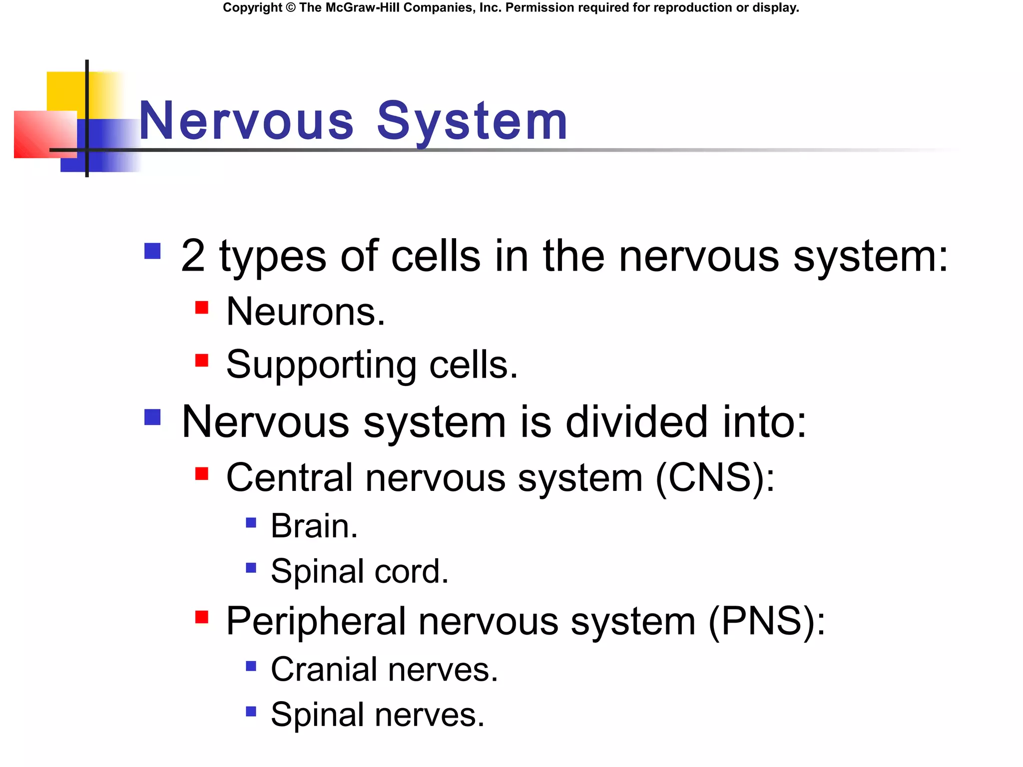 Chapter07 the nervous system | PPT