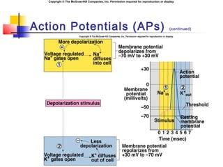Chapter07 the nervous system | PPT
