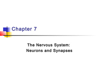 Chapter 7
The Nervous System:
Neurons and Synapses
 