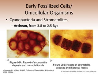 Early Fossilized Cells/ Unicellular Organisms Cyanobacteria and Stromatolites Archean,  from 3.8 to 2.5 Bya Figure 06B: Record of stromatolite deposits and microbial fossils Courtesy of J. William Schopf, Professor of Paleobiology & Director of IGPP CSEOL Figure 06A: Record of stromatolite deposits and microbial fossils 