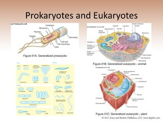 Prokaryotes and Eukaryotes Figure 01B: Generalized eukaryotic - animal Figure 01C: Generalized eukaryotic - plant Figure 01A: Generalized prokaryotic  