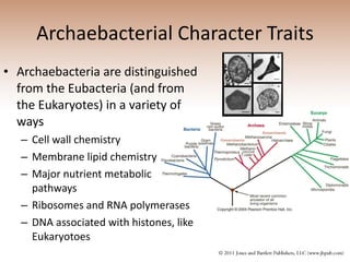Archaebacterial Character Traits Archaebacteria are distinguished from the Eubacteria (and from the Eukaryotes) in a variety of ways Cell wall chemistry Membrane lipid chemistry Major nutrient metabolic pathways Ribosomes and RNA polymerases DNA associated with histones, like Eukaryotoes 