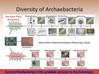 Diversity of Archaebacteria Two Main Phyla Recognized Many Other Potential Archaean Phyla Under Study Some Archaebacterian is the probable ancestor to the Eukaryotes. 