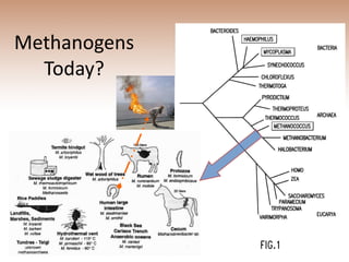 Methanogens Today? 