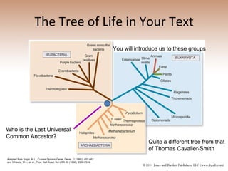 The Tree of Life in Your Text Figure 05: Phylogenetic tree Adapted from Sogin, M.L., Current Opinion Genet. Devel., 1 (1991): 457-463 and Wheelis, M.L., et al., Proc. Natl Acad. Sci USA 89 (1992): 2930-2934. Quite a different tree from that of Thomas Cavalier-Smith Who is the Last Universal Common Ancestor? You will introduce us to these groups 