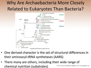 Why Are Archaebacteria More Closely Related to Eukaryotes Than Bacteria? One derived character is the set of structural differences in their aminoacyl-tRNA synthetases (AARS) There many are others, including their wide range of chemical nutrition (substrates)  