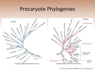 Procaryote Phylogenies 