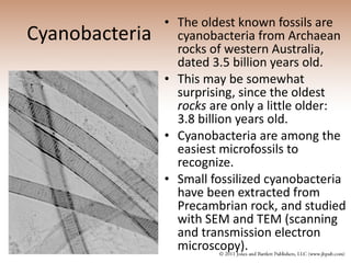 Cyanobacteria The oldest known fossils are cyanobacteria from Archaean rocks of western Australia, dated 3.5 billion years old.  This may be somewhat surprising, since the oldest  rocks  are only a little older: 3.8 billion years old. Cyanobacteria are among the easiest microfossils to recognize.  Small fossilized cyanobacteria have been extracted from Precambrian rock, and studied with SEM and TEM (scanning and transmission electron microscopy).  