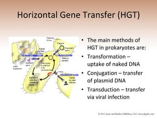 Horizontal Gene Transfer (HGT) The main methods of HGT in prokaryotes are:  Transformation – uptake of naked DNA Conjugation – transfer of plasmid DNA Transduction – transfer via viral infection 