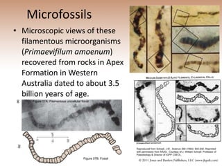 Microfossils   Microscopic views of these filamentous microorganisms ( Primaevifilum amoenum ) recovered from rocks in Apex Formation in Western Australia dated to about 3.5 billion years of age.   Reproduced from Schopf, J.W., Science 260 (1993): 640-646. Reprinted with permission from AAAS.  Courtesy of J. William Schopf, Professor of Paleobiology & Director of IGPP CSEOL. Figure 07A: Filamentous unicellular fossil  Figure 07B: Fossil 