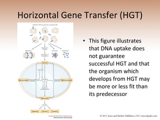 Horizontal Gene Transfer (HGT) This figure illustrates that DNA uptake does not guarantee successful HGT and that the organism which develops from HGT may be more or less fit than its predecessor 