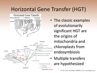 Horizontal Gene Transfer (HGT) The classic examples of evolutionarily significant HGT are the origins of mitochondria and chloroplasts from endosymbiosis Multiple transfers are hypothesized 