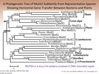 A Phylogenetic Tree of MutS2 Subfamily from Representative Species Showing Horizontal Gene Transfer Between Bacteria and Plants Lin Z et al. Nucl. Acids Res. 2007;35:7591-7603 © 2007 The Author(s) ‏ MUTS2 is a locus for proteins involved in DNA mismatch repair 