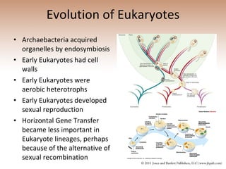 Evolution of Eukaryotes Archaebacteria acquired organelles by endosymbiosis Early Eukaryotes had cell walls Early Eukaryotes were aerobic heterotrophs Early Eukaryotes developed sexual reproduction Horizontal Gene Transfer became less important in Eukaryote lineages, perhaps because of the alternative of sexual recombination 