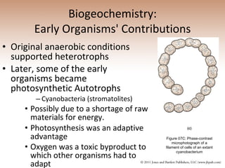 Biogeochemistry: Early Organisms' Contributions Original anaerobic conditions supported heterotrophs Later, some of the early organisms became photosynthetic Autotrophs Cyanobacteria (stromatolites)  Possibly due to a shortage of raw materials for energy.  Photosynthesis was an adaptive advantage  Oxygen was a toxic byproduct to which other organisms had to adapt   Figure 07C: Phase-contrast microphotograph of a filament of cells of an extant cyanobacterium 