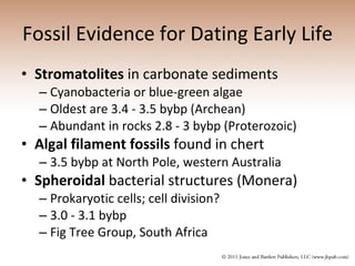 Fossil Evidence for Dating Early Life Stromatolites  in carbonate sediments  Cyanobacteria or blue-green algae  Oldest are 3.4 - 3.5 bybp (Archean)  Abundant in rocks 2.8 - 3 bybp (Proterozoic)  Algal filament fossils  found in chert  3.5 bybp at North Pole, western Australia  Spheroidal  bacterial structures (Monera)  Prokaryotic cells; cell division?  3.0 - 3.1 bybp  Fig Tree Group, South Africa  
