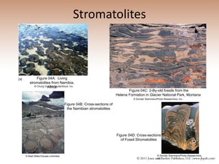 Stromatolites Figure 04C: 2-By-old fossils from the Helena Formation in Glacier National Park, Montana  © Chung Ooi Tan/ShutterStock, Inc. Figure 04B: Cross-sections of the Namibian stromatolites Figure 04A:  Living stromatolites from Namibia, Africa © Marli Miller/Visuals Unlimited © Sinclair Stammers/Photo Researchers, Inc . Figure 04D:  Cross-sections of Fossil  Stromatolites © Sinclair Stammers/Photo Researchers, Inc. 