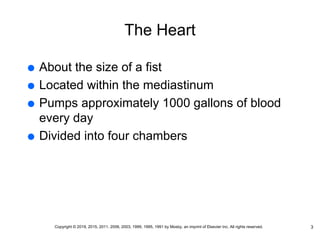 The Heart
 About the size of a fist
 Located within the mediastinum
 Pumps approximately 1000 gallons of blood
every day
 Divided into four chambers
3
Copyright © 2019, 2015, 2011, 2006, 2003, 1999, 1995, 1991 by Mosby, an imprint of Elsevier Inc. All rights reserved.
 