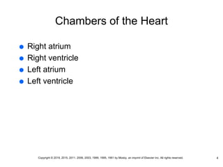 Chambers of the Heart
 Right atrium
 Right ventricle
 Left atrium
 Left ventricle
4
Copyright © 2019, 2015, 2011, 2006, 2003, 1999, 1995, 1991 by Mosby, an imprint of Elsevier Inc. All rights reserved.
 