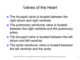 Valves of the Heart
 The tricuspid valve is located between the
right atrium and right ventricle
 The pulmonary semilunar valve is located
between the right ventricle and the pulmonary
artery
 The bicuspid valve is located between the left
atrium and left ventricle
 The aortic semilunar valve is located between
the left ventricle and the aorta
5
Copyright © 2019, 2015, 2011, 2006, 2003, 1999, 1995, 1991 by Mosby, an imprint of Elsevier Inc. All rights reserved.
 