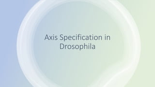 Axis Specification in
Drosophila
 