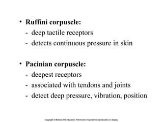 Pacinian And Ruffini Chapter 09 - Senses.pptttttttttttttttttt | PPT