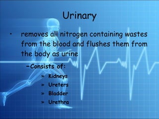 Urinary removes all nitrogen containing wastes from the blood and flushes them from the body as urine  - Consists of: Kidneys  Ureters Bladder  Urethra 