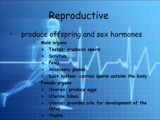 Reproductive   produce offspring and sex hormones  Male organs Testes: produces sperm Scrotum Penis Accessory glands Duct system: carries sperm outside the body Female organs Ovaries: produce eggs Uterine tubes Uterus: provides site for development of the fetus Vagina 