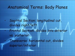 Anatomical Terms: Body Planes Sagittal Section: longitudinal cut, divides right/left Frontal Section: divides into anterior vs. posterior Transverse: horizontal cut, divides superior/inferior 