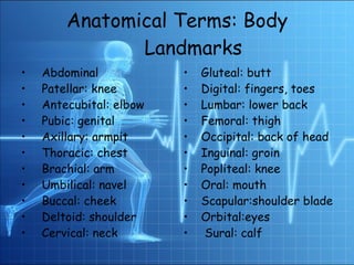 Anatomical Terms: Body Landmarks Abdominal Patellar: knee Antecubital: elbow Pubic: genital Axillary: armpit Thoracic: chest Brachial: arm Umbilical: navel Buccal: cheek Deltoid: shoulder Cervical: neck   Gluteal: butt Digital: fingers, toes Lumbar: lower back Femoral: thigh Occipital: back of head Inguinal: groin Popliteal: knee Oral: mouth Scapular:shoulder blade Orbital:eyes Sural: calf  