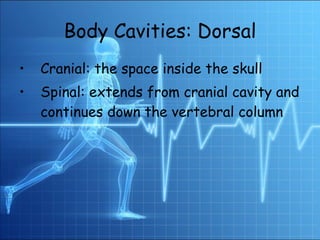 Body Cavities: Dorsal Cranial: the space inside the skull Spinal: extends from cranial cavity and continues down the vertebral column 