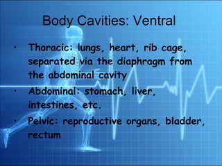 Body Cavities: Ventral  Thoracic: lungs, heart, rib cage, separated via the diaphragm from the abdominal cavity Abdominal: stomach, liver, intestines, etc. Pelvic: reproductive organs, bladder, rectum 