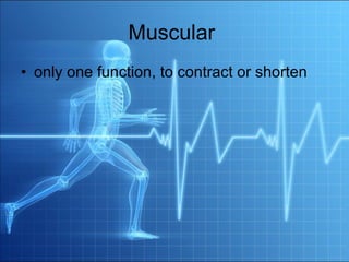 Muscular  only one function, to contract or shorten  