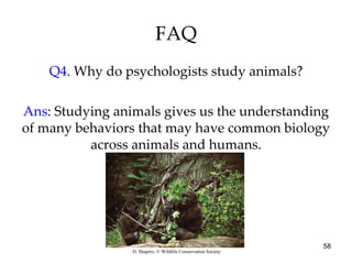 FAQ Q4.  Why do psychologists study animals? Ans : Studying animals gives us the understanding of many behaviors that may have common biology across animals and humans. D. Shapiro, © Wildlife Conservation Society 