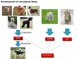 Development of conceptual ideas




                   Induction

            DOG                     LAMB   CAT

                  Deduction




                                  ANIMAL
 