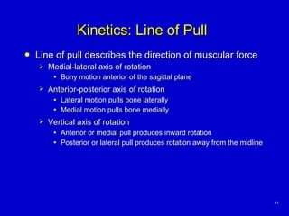 Kinetics: Line of Pull <ul><li>Line of pull  describes the direction   of muscular force </li></ul><ul><ul><li>Medial-late...